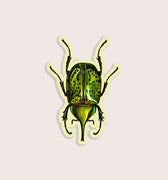 Nature animal sticker featuring green beetle insect