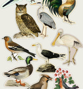Set of vintage illustrated bird stickers