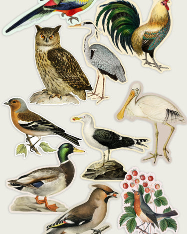Set of vintage illustrated bird stickers