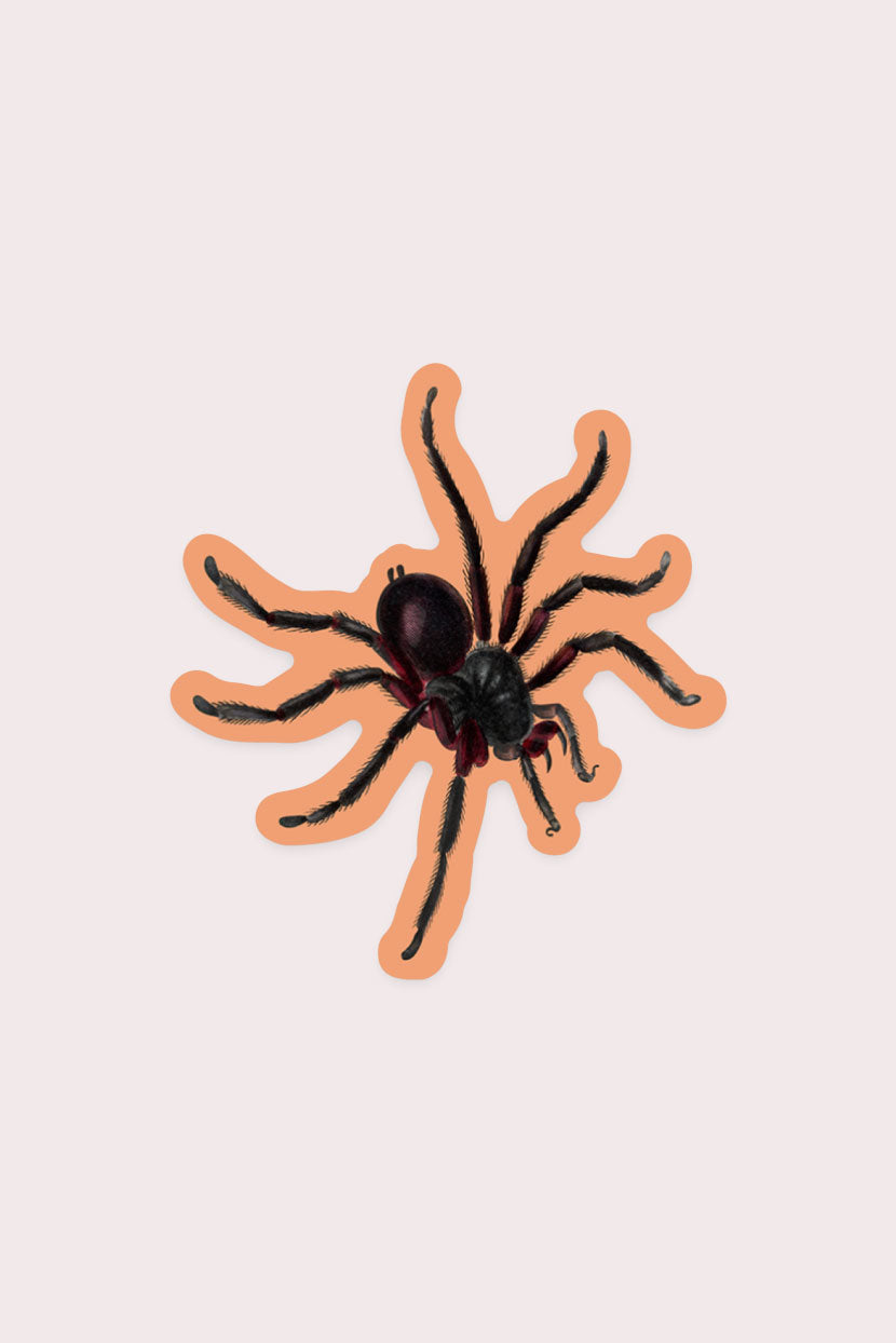 Curious Spider - Gap Filler Sticker