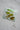 FREE GIFT | Free Frogs