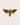 Nature animal sticker featuring death's head hawkmoth insect