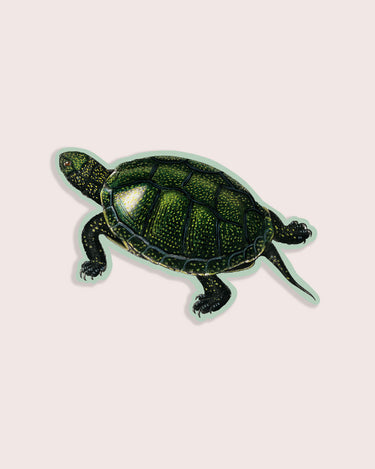 Vintage illustration sticker of a green turtle