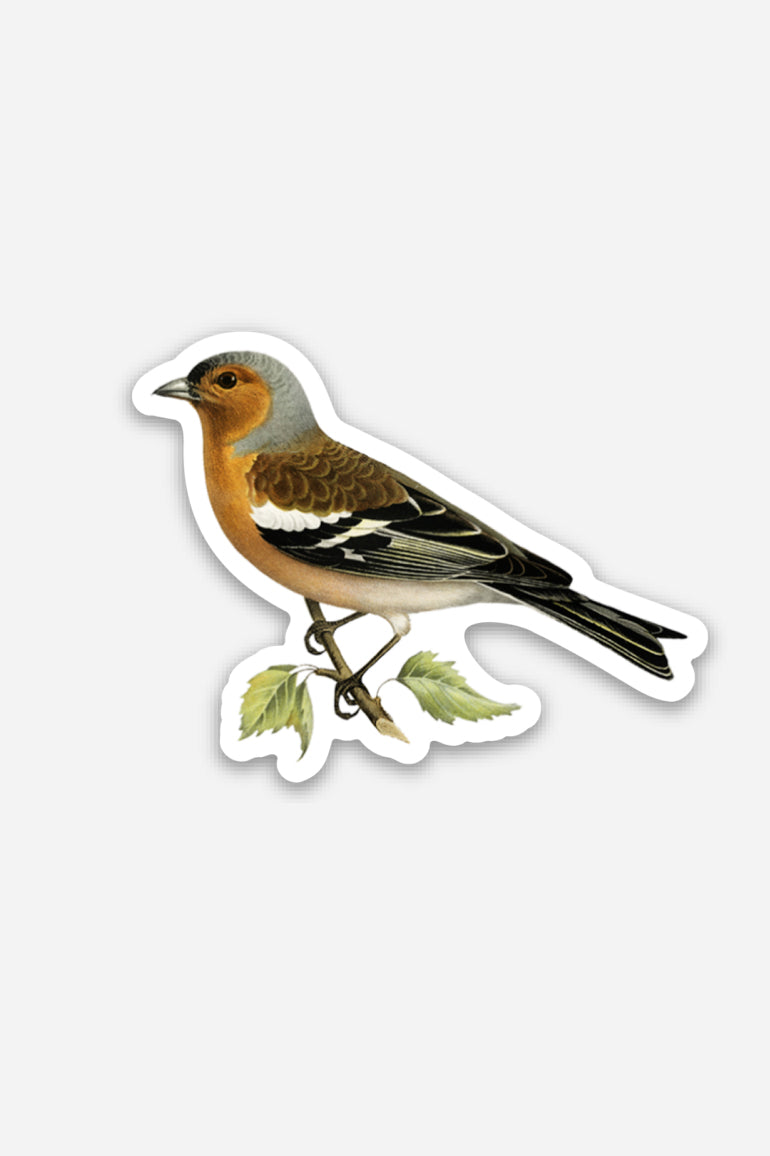 Petit Autocollant 'Stoic Finch'