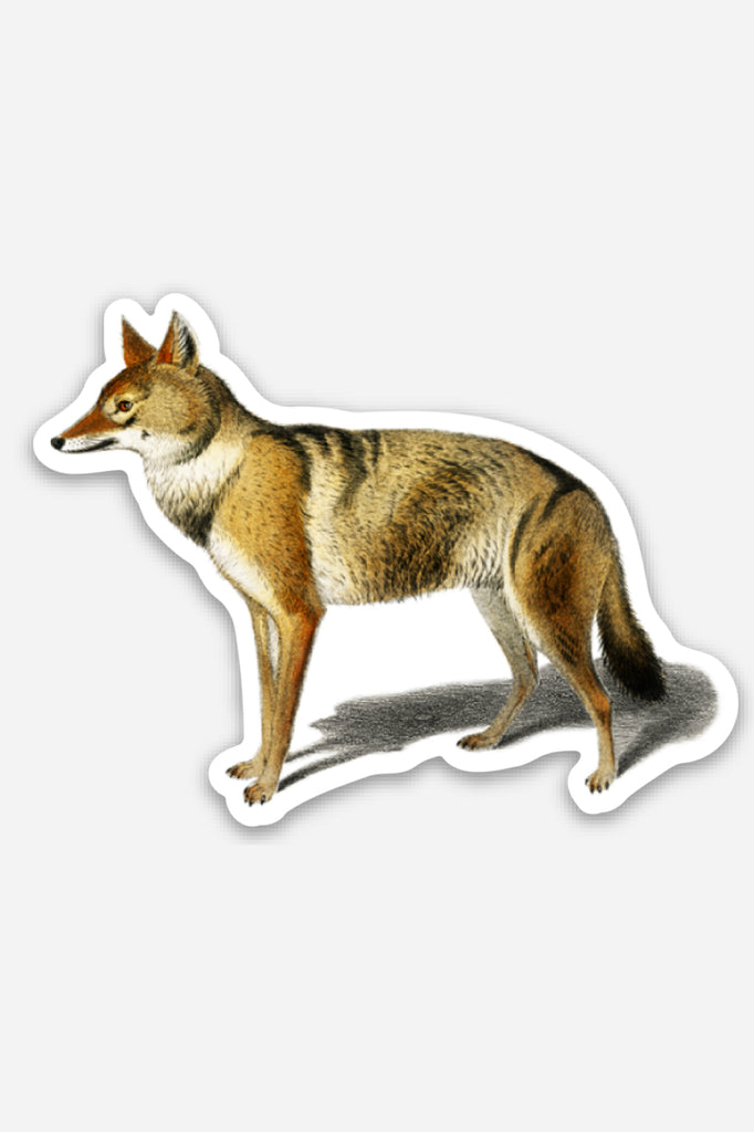 Skeptical Jackal - Gap Filler Sticker