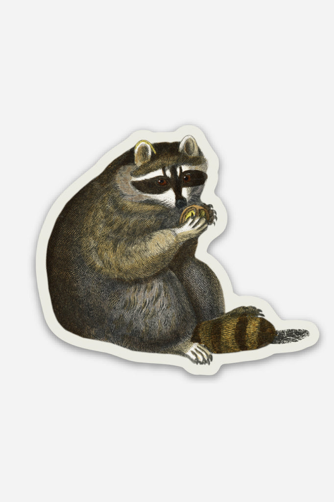 Petit Autocollant 'Unbothered Racoon'